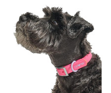 Wild One Dog Collar, The Original Easy-Clean Size XL Cosmopolitan