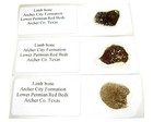 Permian THIN SECTION Dimetrodon reptile amphibian limb bone Texas Red Beds