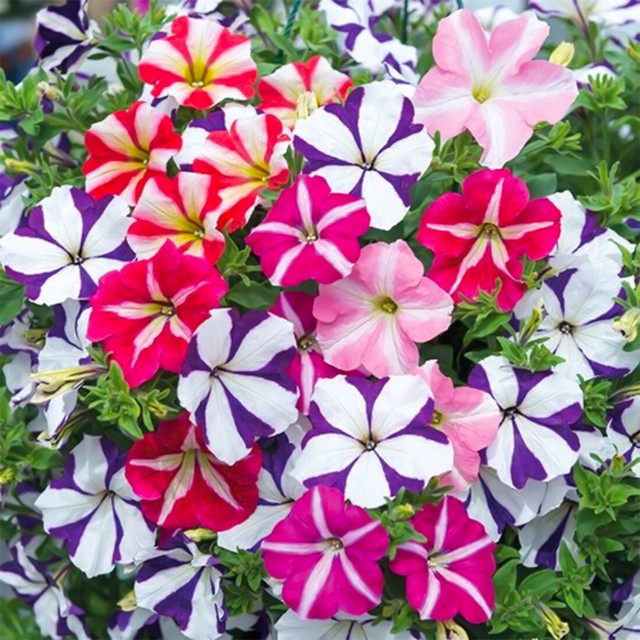 50 Trailing Petunia Double Mix Seeds Pastel Giant Sprouting Flowers for Baskets 50 Trailing Petunia Double Mix Seeds Pastel Giant Sprouting Flowers for Baskets