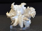 ALBINO White Endive Murex Shell (Hexaplex cichoreum) — photo 10