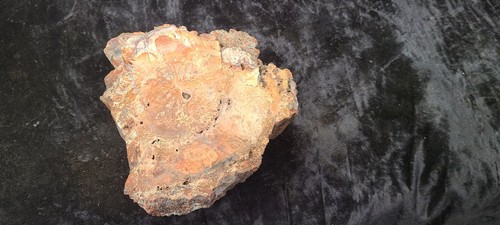 Großer Vintage 10 Pfund 14 oz. Versteinerter Baum Holz Exemplar 8" x 8" x 4" - Bild 2 von 9