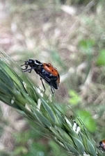 FREE PRIORITY MAIL 2000 Premium FRESH 2025  Live Ladybugs with (2) PACS OF 1,000