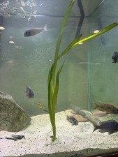 jungle vallisneria, Live Aquarium Plants, Tall, Grass, Fish Tank