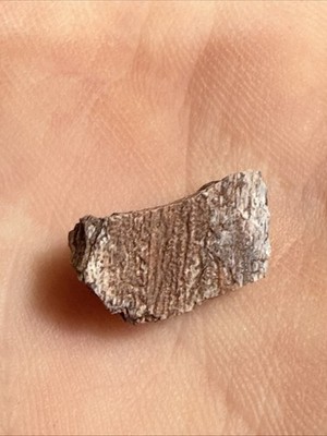 Gyracanthus spine fossil- Devonian Era