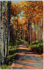 Postcard - The Road Through the Aspens