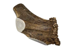 - Giant Split Single Pack (for 75+ lb Dogs) Premium Elk Antler for Dogs (1 Pi...