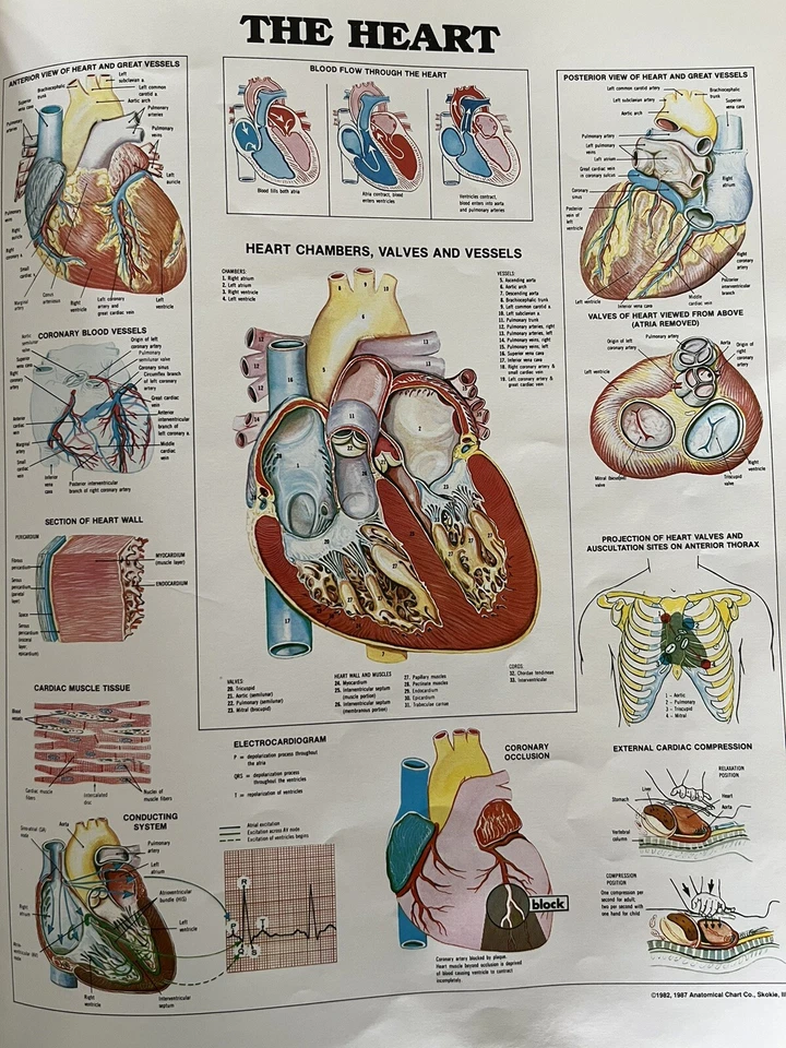 The Anatomical Chart ~ The Heart ~ 11.25 x 14 Poster