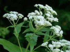 BONESET, 100, Eupatorium perfoliatum, Medicinal Herb, Perennial, Butterfly Plant