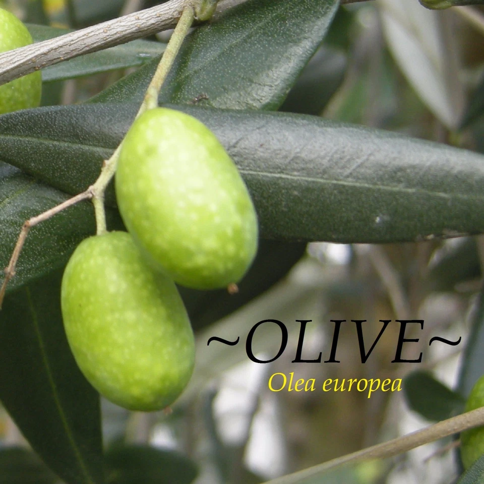 ~OLIVE~ Olea europaea cv Arbequina Ancient Mediterranean Tree Small Potted Plant - Image 2 of 4