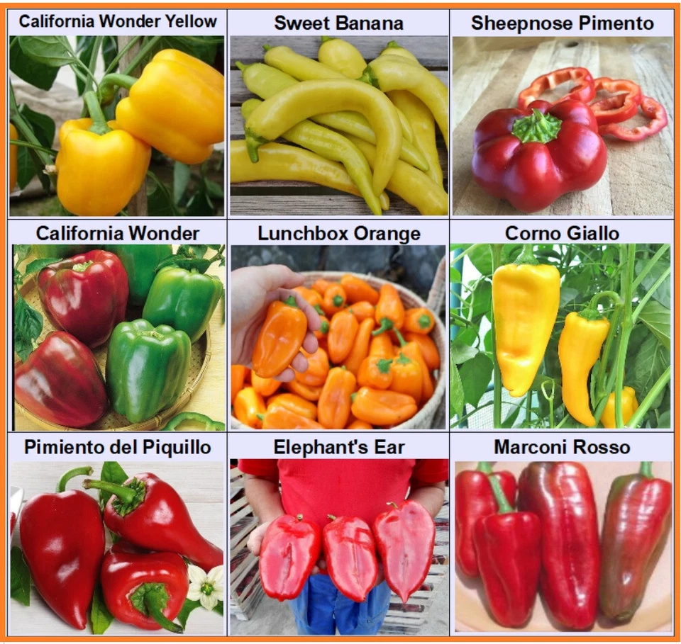 Paprika Snackpaprika Spitzpaprika Peperoni Paprikasamen Saatgut 9 Sorten Set 