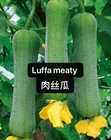 20 Luffa Gourd-Loofah Sponge Heirloom SEEDS harvested In 2025. 20粒2025年产传统肉丝瓜种子