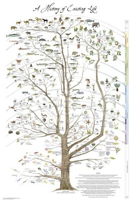 Tree of Life Poster Science Poster Natural History of Existing Life