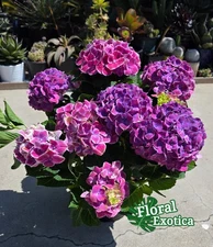 Florist Premium Hydrangea - Live Starter Plant - Ship with Pot Fully Rooted