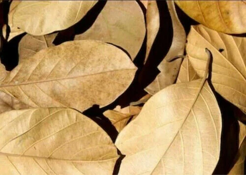 Dried Jack Fruit Leaves best Fish Aquarium Care - Image 2 of 2