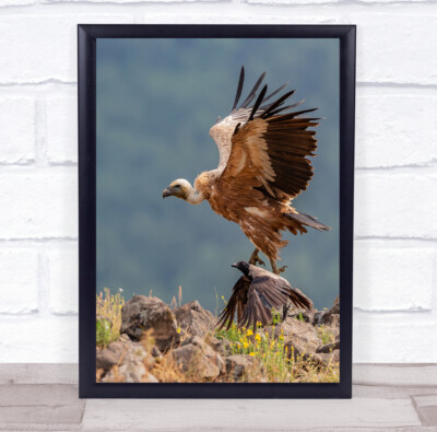 Geier Geier Vogel Vögel Tier Tiere Bokeh Natur Wildtiere Wandbild Druck