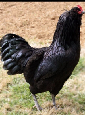 Free Shipping 12 Ameraucana Easter Eggers  Multi Colored Hatching Eggs NPIP  