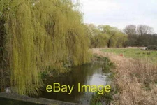 Photo 6x4 Spring green by the River Maun: weeping willows near the bridle c2014