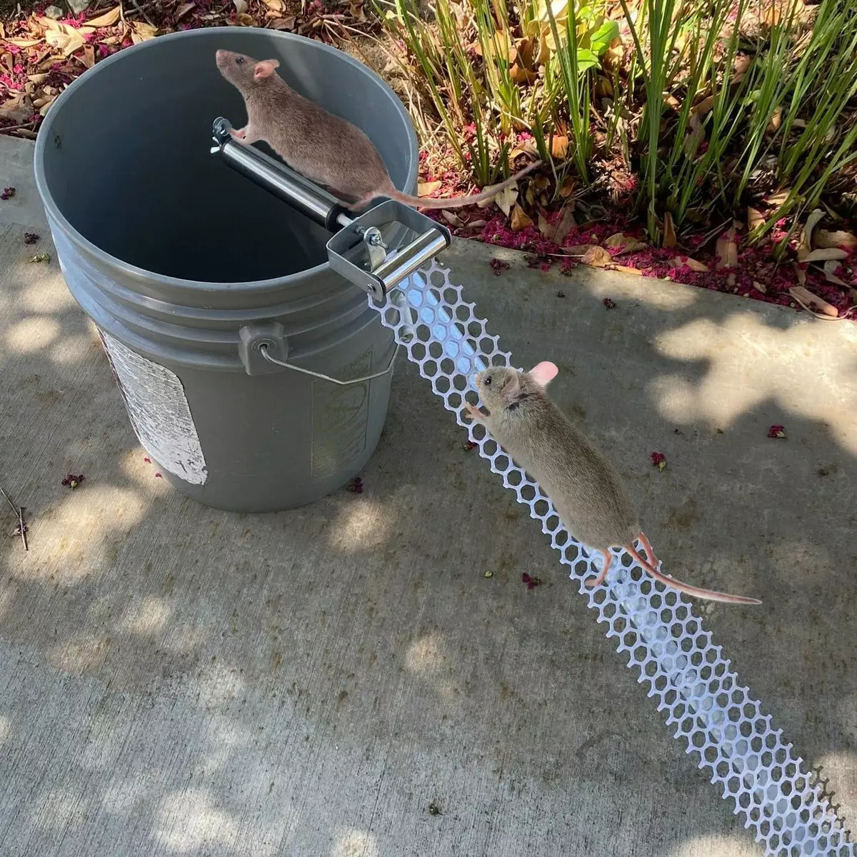 Rat trap, Bucket trap