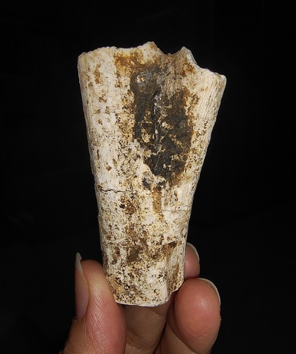 TRONCO DE MADERA PETRIFICADA EN BRUTO, MADERA FÓSIL DE JAVA, INDONESIA, 63MM - Imagen 2 de 6