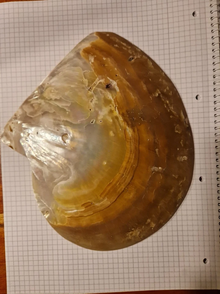 XXL Gold Lip Perlmutt Muschel 200mm lang Pinctada maxima Mother Of Pearl Shell - Bild 3 von 4