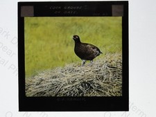 Cock Grouse Bird on Oats Wildlife Photo Kearley 1943 Colour transparency