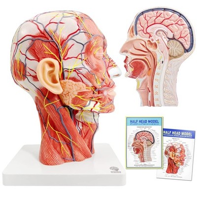 Human Half Head Superficial Neurovascular Model with Musculature, Life Size A...