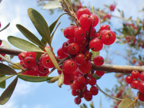 20 SILVER BUFFALOBERRY Shepherdia Argentea Red Fruit Native Bullberry Shrub Seed - Afbeelding 1 van 12