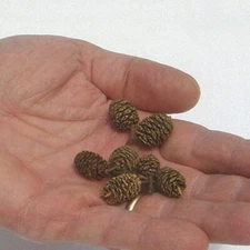 Mini Red Alder Pine Cones - Tiny Pine Cones, Great for Seasonal Decoration or Cr