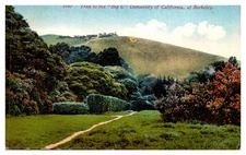 c1910 Trail To The Big C University Of California Berkeley Vintage Postcard