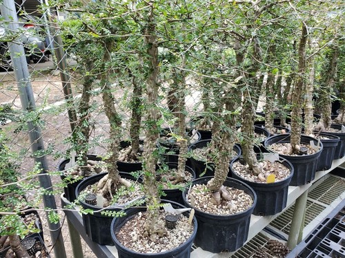 Operculicarya decaryi Tree - Lot E - 4.5 Yr Old - Gnarly Knobby Caudex - Picture 15 of 19
