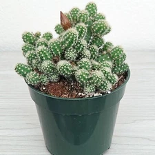 Cactus Plant - Echinopsis Chamaecereus - Peanut Cactus - In 4" Pot