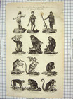Original Old Antique Print C1795 Mammals Baboon Monkey Chimpanzee Oranoutang