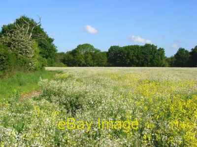 Foto 6x4 Ackerland Hurst Whistley grün eine weiß blühende Ernte sehr ähnlich c2008