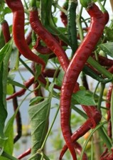 RED CAYENNE PEPPER SEEDS 50 LONG THIN health HERB HOT SPICY FREE SHIPPING