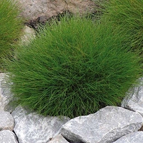 3 x Festuca gautieri (Ziergras/Gräser/Stauden/Bodendecker) Bärenfellgras - Bild 6 von 8