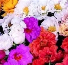 50+ MOSS ROSE  MIX / PORTULACA  MARGARITA / ANNUAL FLOWER SEEDS / GROUND COVER