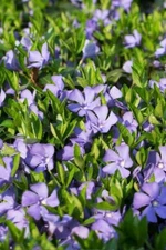 Vinca Vine (Periwinkle) 3.5 in Pot
