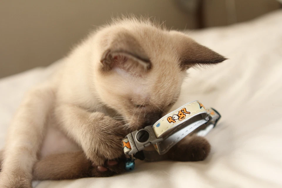 Collar de gato Rogz brilla en la oscuridad y reflectante con hebilla de seguridad separable Foto 4 de 4