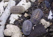 Highly sought after Silver Ghost 10 COUNT LIVE Isopods, Reptiles, Vivarium