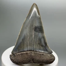 Excellent Quality Beautiful 2.37" Fossil EXTINCT MAKO Shark Tooth - SC