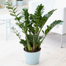Zamioculca Zamiifolia Indoor Plant - Decorative House Tree 1 x 13cm Potted Plant