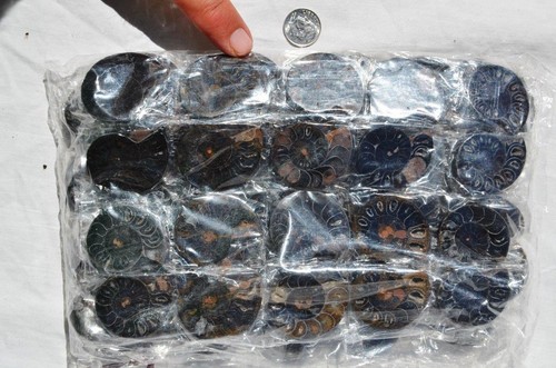 7948u LOT of FIFTY50 RARE 1in100 BLACK Ammonite PAIR Crystal FOSSIL MEDIUM 3-4cm - Picture 8 of 8