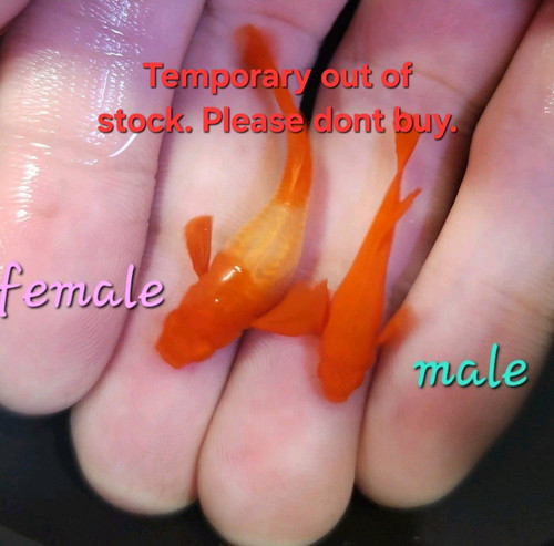 1 Trio- Albino Koi Red Ears - Live Guppy - High Quality ⭐⭐⭐