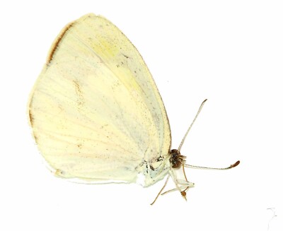 LEPIDOPTERA, PIERIDAE, EUREMA DAIRA from MEXICO