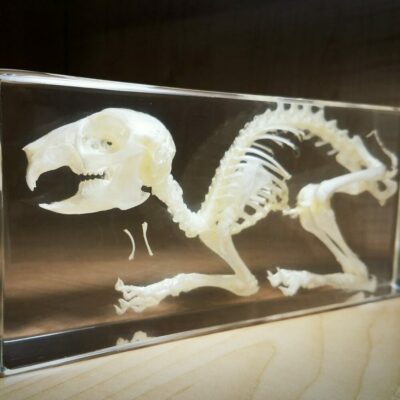 Rabbit Skeleton in Resin, Real Rabbit Skull, Lucite, Oddities, Lepus Timidus