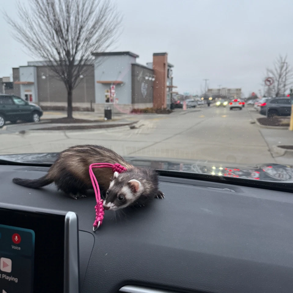 Figura 8 Arnés Hurón - Paracord, Ajustable, Ligero, Duradero -NUEVO DISEÑO Foto 3 de 4