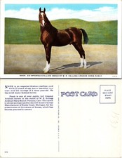 Nasik W K Kellogg Arabian Horse Ranch Stallion Postcard