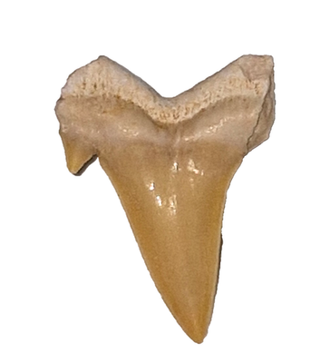 #ad Real Tiger Shark Tooth Fossil Natural Shark Tooth Collectible 2cm AU $19.99