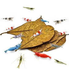 10 Pcs Catappa Indian Almond Leaves for Shrimp Aquariums, 4-7 Inches Long Lea...