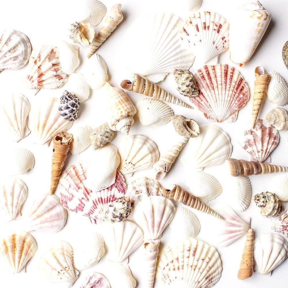 Super Z Outlet Sea Shells Mixed Beach Seashells-Various Sizes up, 50 Seashells